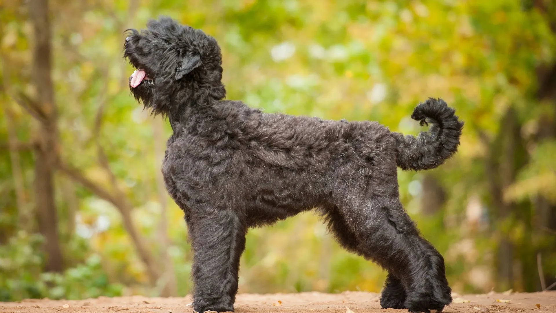 Russian Black Terrier